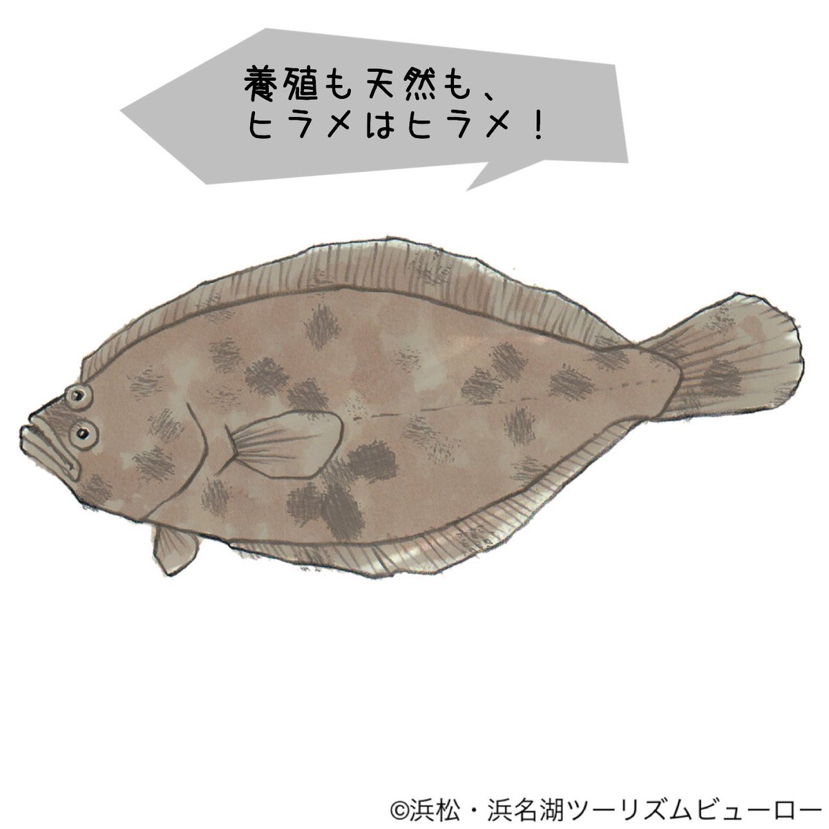 浜松 浜名湖観光情報 公式 今日は天然養殖クイズ 浜名湖や遠州灘に暮らす高級魚であるヒラメですが 天然か養殖 か見分けるにはヒラメのどこを見ればわかるでしょうか 海の湖教科書クイズ 天然 養殖 ヒラメ T Co 3zmsdqplaw Twitter 浜松 浜名湖観光情報 公式 今日は天然養殖クイズ 浜名湖や遠州灘に暮らす高級魚であるヒラメですが 天然か養殖 か見分けるにはヒラメのどこを見ればわかるでしょうか 海の湖教科書クイズ 天然 養殖 ヒラメ T Co 3zmsdqplaw Twitter