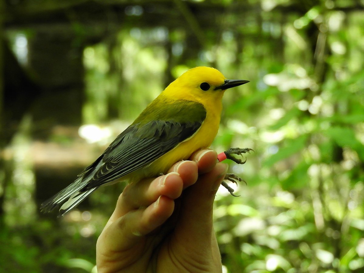  @Hannah_Scharf_ "I became interested in birds at ~7 years old when I got a pet parrot. As a kid I would write letters to parrot magazines and make powerpoints about birds. In undergrad I learned that there are scientists that study bird behavior and I knew I wanted to do it too!"