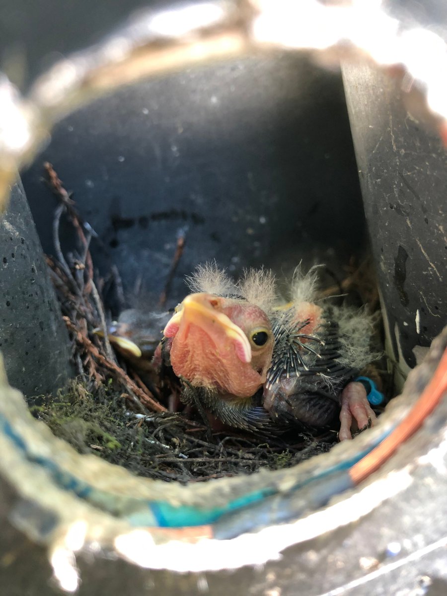  @Hannah_Scharf_ "There's so much left to learn about why birds behave how they do & how these behaviors change over time. By investigating decision-making, recognition, hormones & more, I hope to better understand how brood parasites choose their hosts & how hosts are affected"