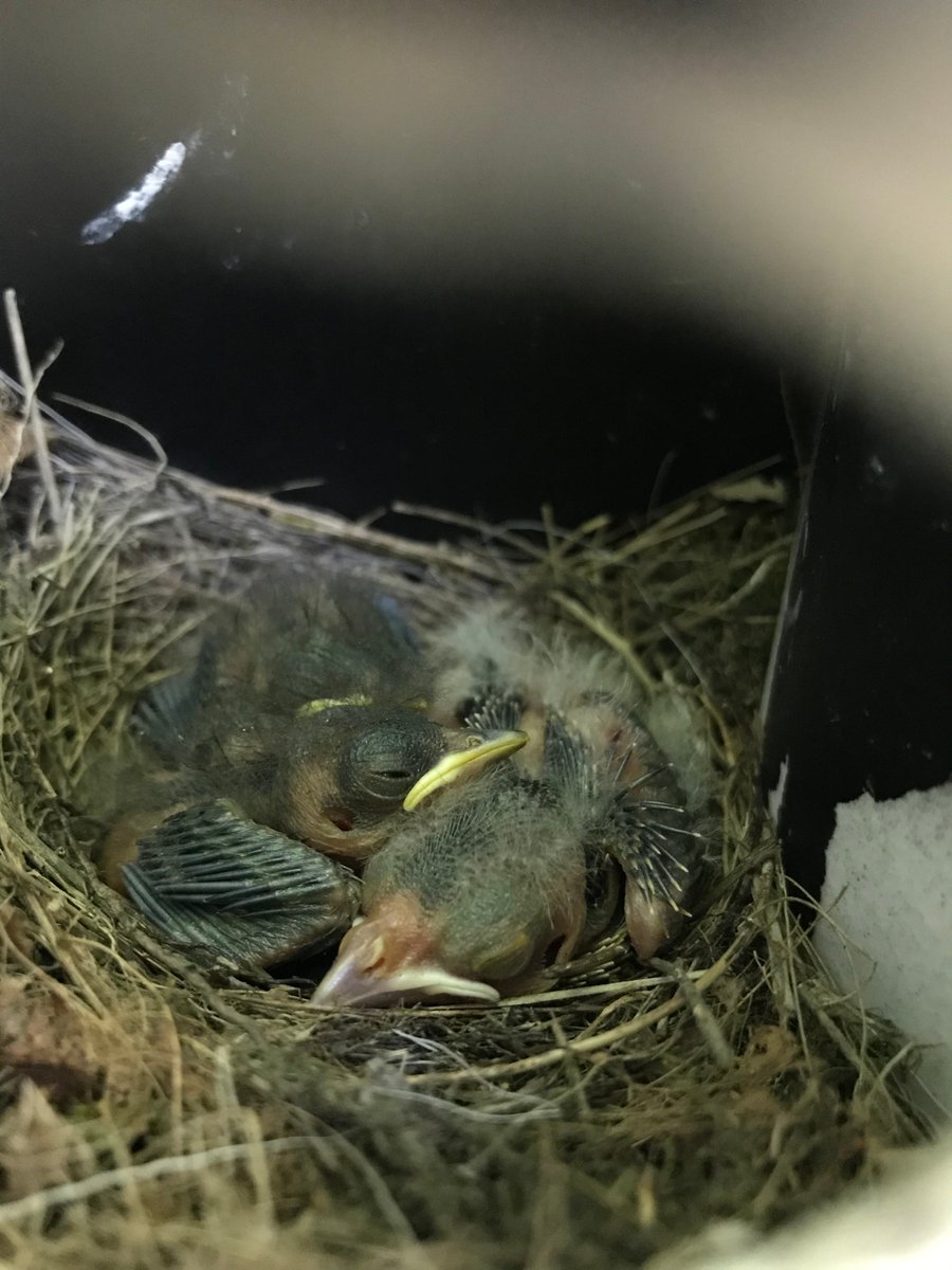  @stenysaurus "My goal is to be the first woman in my family to earn a Ph.D. so I’m starting to look at programs. One of my favorite things to do as a field tech is help with the banding process. You really can see that each bird has their own personality - even as babies!"