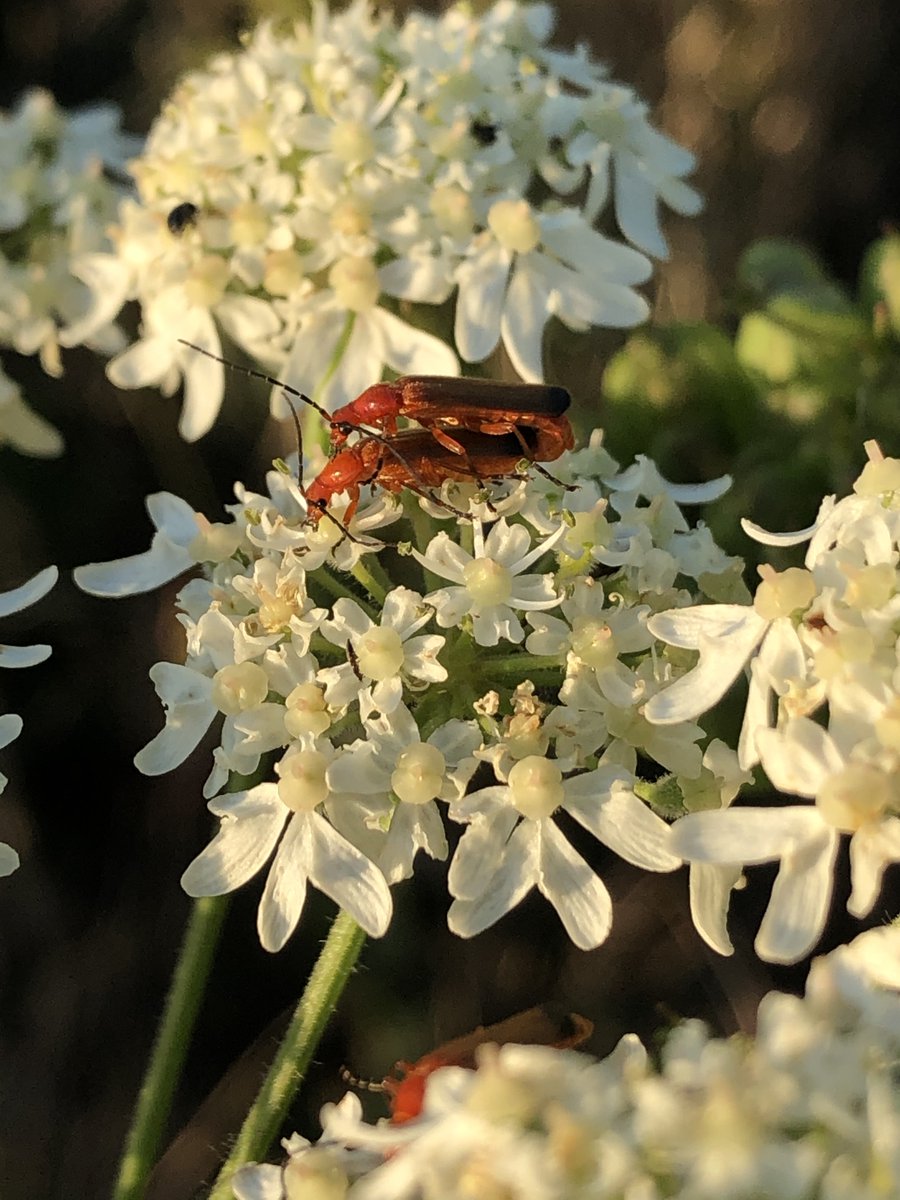 DrJoScience's tweet photo. #Day96 #ScienceActivity
Which insects can you spot this #InsectWeek? #niw2020
Take a look on flowers for some #pollinatorpals
and use an ID guide in a book, app or online such as https://t.co/dKy8OnOHNX to help you find out what you can see
#ScienceFromHome #ScienceInYourGarden https://t.co/mPoKVJJf0H