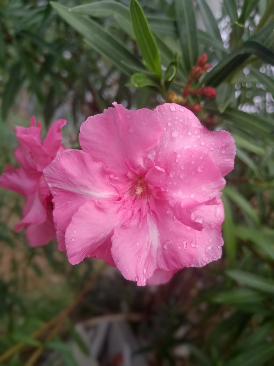 Beautyness around  #NoFilter #NatureLove #MadhuriClicks