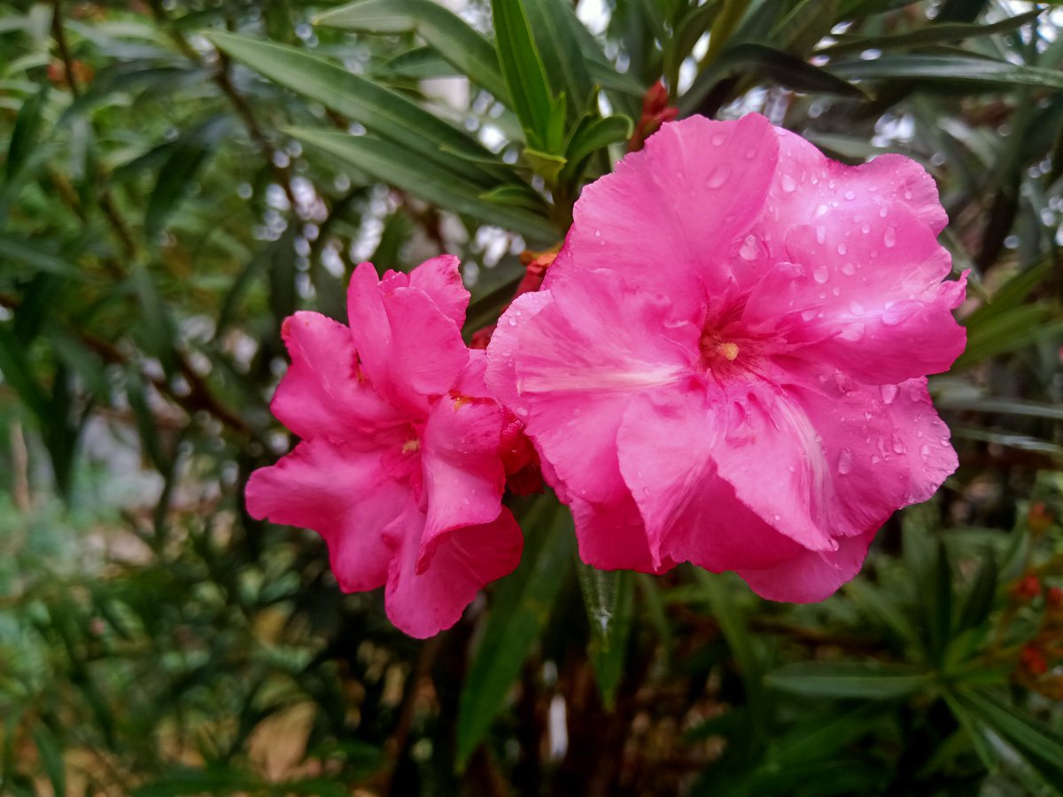 Beautyness around  #NoFilter #NatureLove #MadhuriClicks