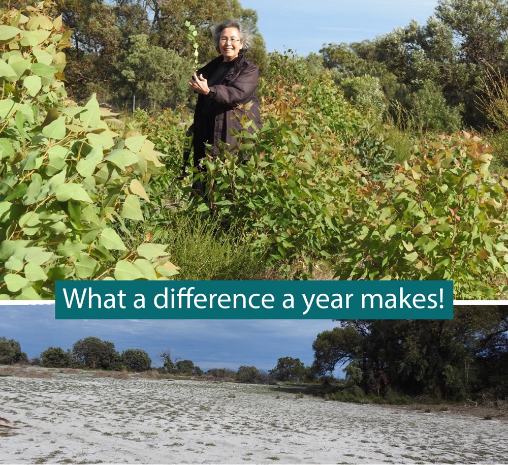 trilliontreesau's tweet photo. What a difference a year makes - 3,000 seedlings planted by #trilliontrees almost 1 year ago now thriving at  #whitemanpark Severely degraded ex-farming land on its way to becoming an urban forest https://t.co/yMd7H8S9dX