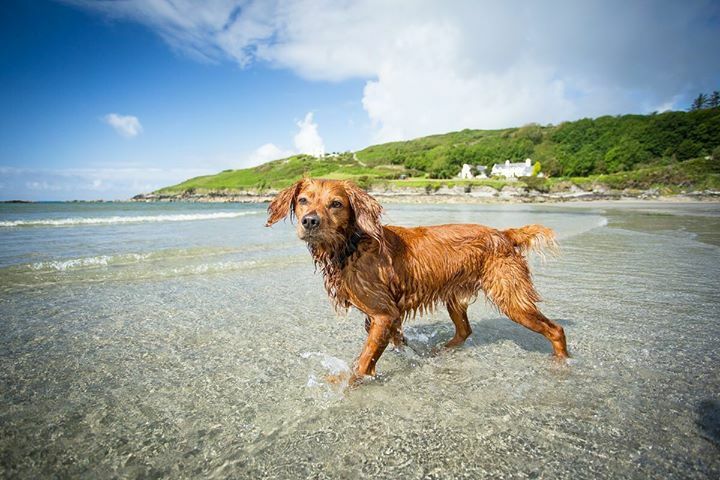 Sunny days spent on the beach, how we missed you Irish summer! •
•
•
•
•
#hikingdogsofinstagram #irishpassion #exploremore #destinationearth #welivetoexplore #weeklyfluff #backcountrypaws #irish #keepitwild #awesome_earthpix #roamtheplanet #petsofinstagram #dogsthathike …