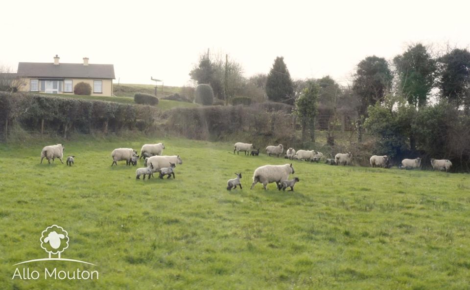 Allo Mouton 🐑 tweet media