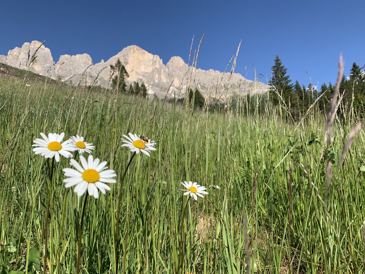 altoadige_info's tweet photo. Live dalle Dolomiti 😍 https://t.co/GHG8qYAkIi