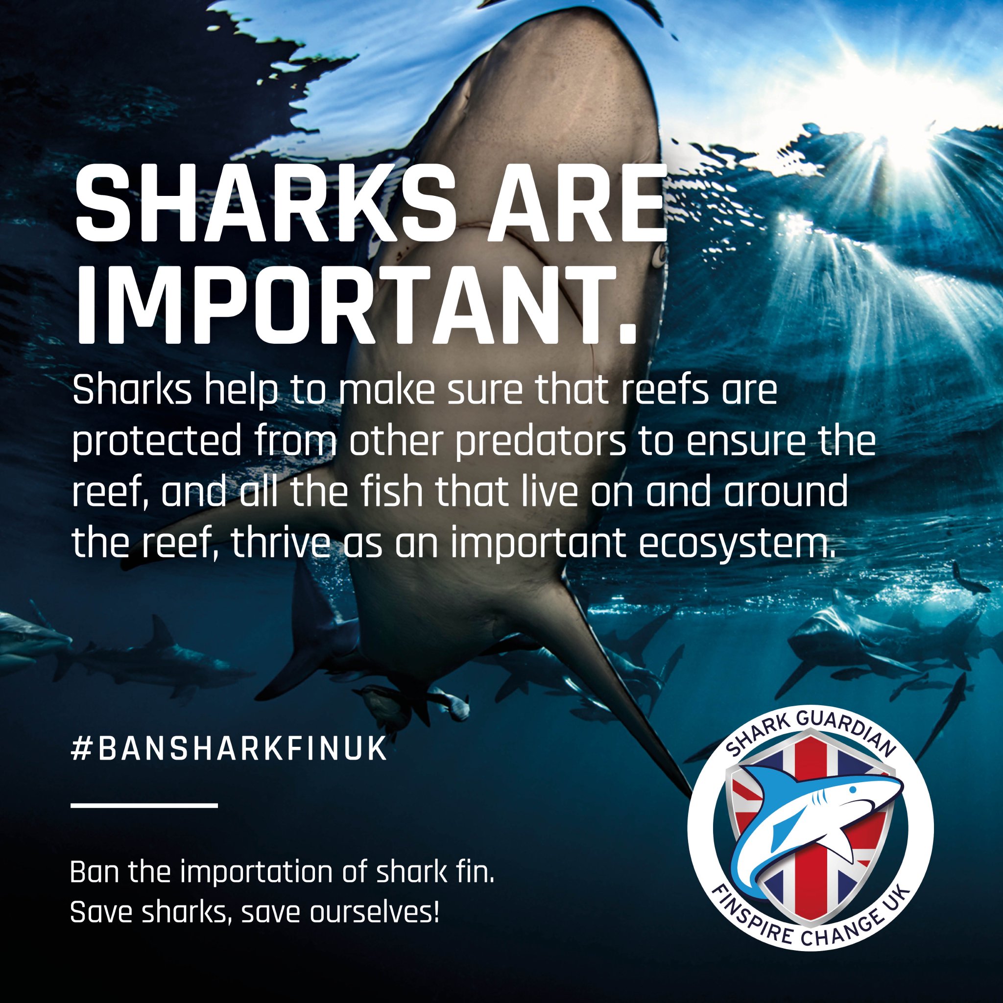 Shark Guardian on Twitter: "#finfactsfriday If you look up the ...