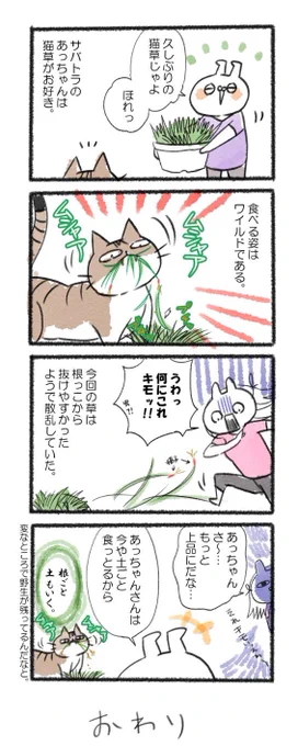 ワイルド猫ちゃん!#るーさん #るー3 #日常 #日記 #4コマ漫画  