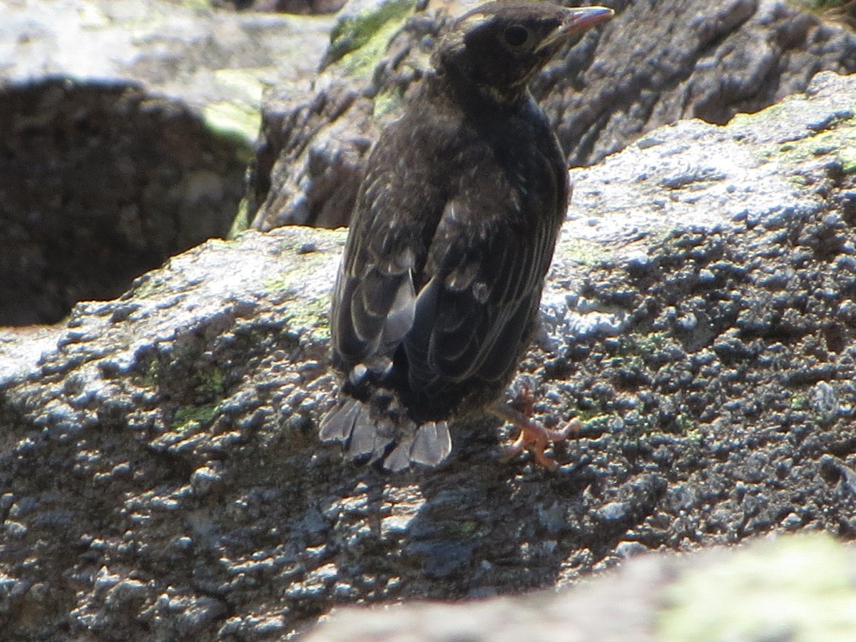 Ring Ouzel fledglings! I couldn't see them at all. One shot off, about a yard from me.Then this one complete with mad eyebrows stopped to give me the dead eye. Quite right too - I needed to clear right off.The old binoculars/camera dilemma again! Chose camera.Cleared off.