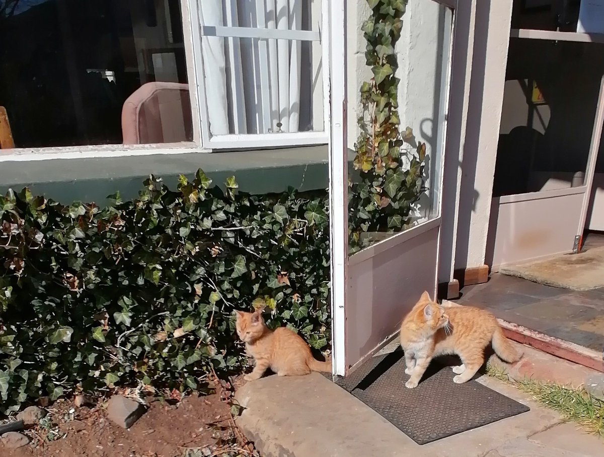 WalkerboutsI's tweet photo. Our 2 New Staff Members Curry Left &amp; Chilli Right. The xtra welcoming committee. As Bella is not Impressed with them. #rhodes #rhodesvillage #winterishere #bedandbreakfast #walkerbouts #walkerboutsadventures. https://t.co/32GYXhLNyV