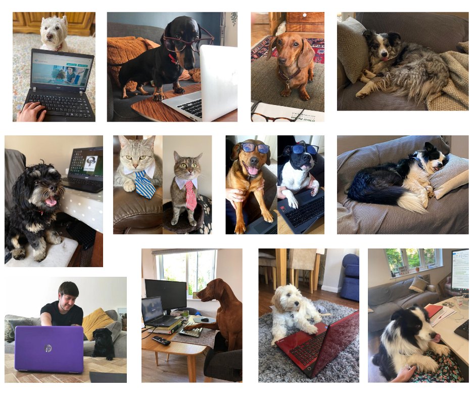 ONP_Legal's tweet photo. Today we're celebrating our furry partners at ONP who have been by our sides throughout lockdown and working from home 🐶 
As you can see many of them have been very busy speaking to clients and working on cases!
#BringYourDogToWorkDay https://t.co/JGOJiVHoH4