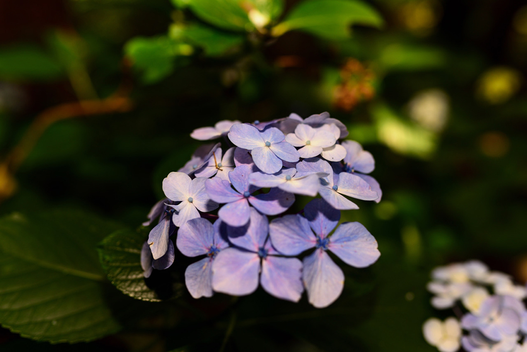 静岡銀行 公式 ウォレットくん 大鐘家 おおがねけ 牧之原市片浜 のあじさい祭りへ 江戸時代の大庄屋 とても趣がありました あじさい祭りは7月5日まで T Co Pf5hqol54q 大鐘家 紫陽花 あじさい祭り 牧之原市 静岡銀行 しずぎん