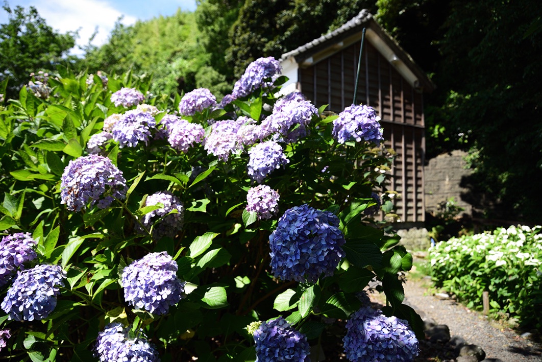 静岡銀行 公式 ウォレットくん 大鐘家 おおがねけ 牧之原市片浜 のあじさい祭りへ 江戸時代の大庄屋 とても趣がありました あじさい祭りは7月5日まで T Co Pf5hqol54q 大鐘家 紫陽花 あじさい祭り 牧之原市 静岡銀行 しずぎん