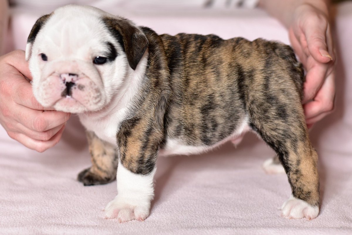 elvisbulldoguk1's tweet photo. #follow #throughbackfriday A baby me 💖💖💖 I hope my friends have a wonderful day at #bullybash2020 #USA we are expecting #Thunderstorms today so very muggy 😂 have a wonderful day and please wish my best friend @WonderWilbur a happy birthday such a wonderful doggie love him 💖 https://t.co/5c6G5U6dEi