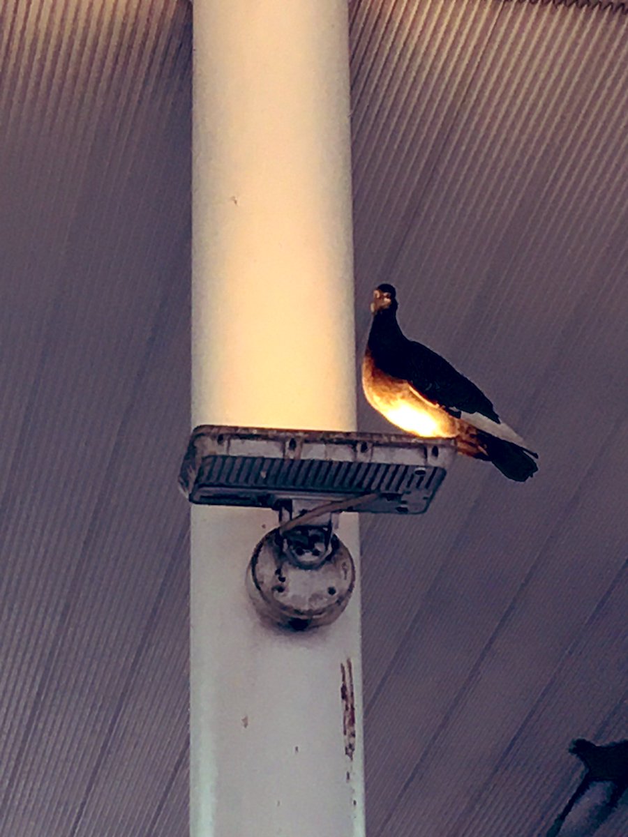 はっちゃんねる ネオワルド 川崎駅で神々しい鳩 神々しい 鳩