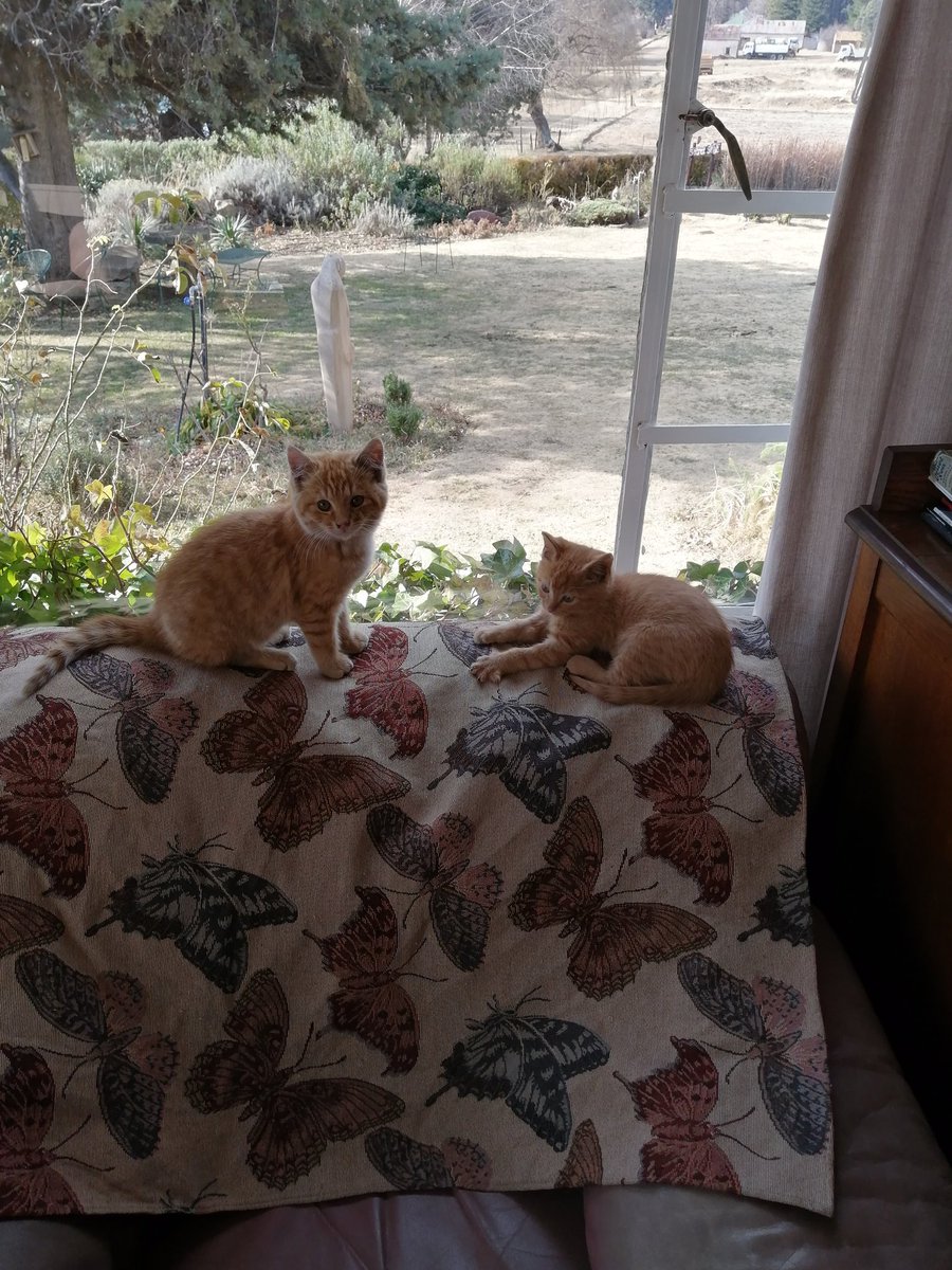 Our New Staff Members, Chilli Left and Curry Right foun there spot! #kittens #petsofinstagram #rhodes #rhodesvillage 🐈🐈🐈🥰
