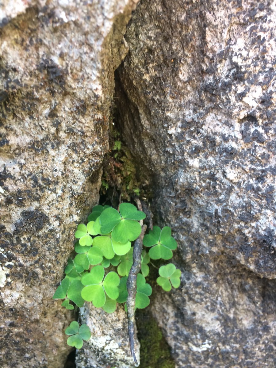 Led me on a bit of a detour. Which led me to this treasure. I& #39;d promised my nephew, Connor, a crystal. Perfect.Left another as guardian, watching over the ring ouzels.Forgotten the flowers! A beautiful breeze pushed me 2000ft up this wall. Mountain sorrel. Wood cranesbill.