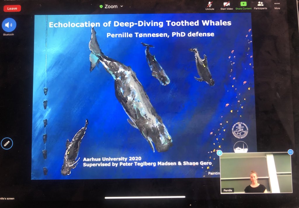 Another great PhD defense from <a href="/BioacousticsAU/">Bioacoustics AU</a> team! Congrats Pernille! Really interesting talk on echolocation in deep divers. Super data set and discoveries. Well done 👏🏼🎉
