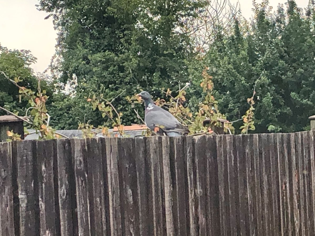 MJLaver's tweet photo. During #lockdown I have found myself talking to Pigeonton who comes to the same spot each day to collect twigs for a nest. I think he just winked at me. #lockdownlife https://t.co/HPZQ7F0uEZ