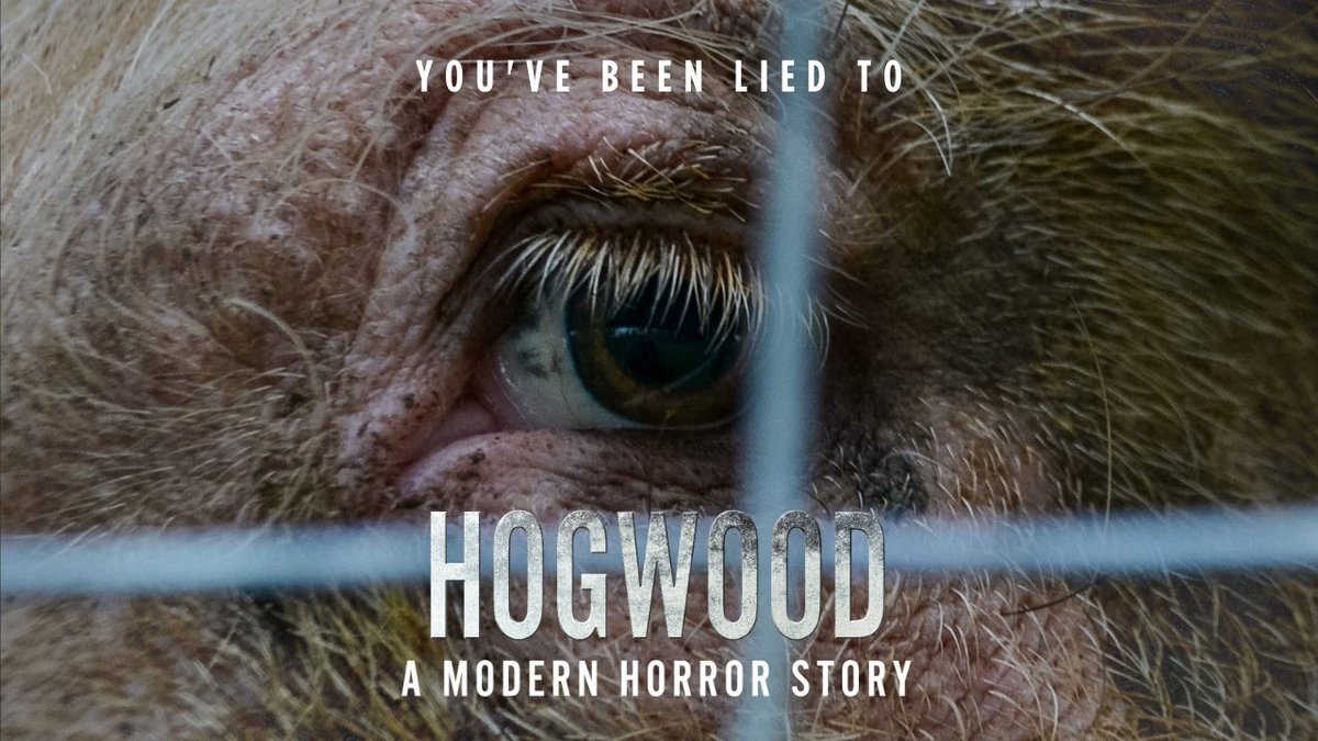 vivacampaigns's tweet photo. Each day, you're are being lied to. Through clever marketing and misleading packaging, we are constantly reassured that the UK has some of the highest animal welfare standards in the world.
This simply isnโt true.
Uncover the truth. Watch #HOGWOOD now ๐ https://t.co/N5BoFGSwZF https://t.co/U791NasovI
