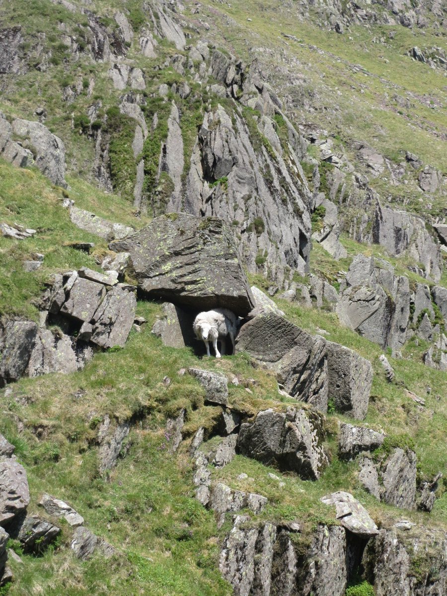This canny Herdwick gave me an idea. Found a nook of my own for a while. Book, jelly snakes. First line of the page I opened on...Read for ages. Absolutely buzzing with the morning I'd had.