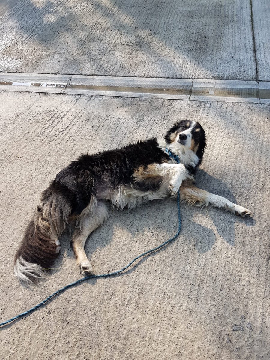 We have had a visitor to our College Biofuels facility. She arrived last night and is being looked after by our team. If anybody in the Nobber area is missing a dog, please call us on 0469096000