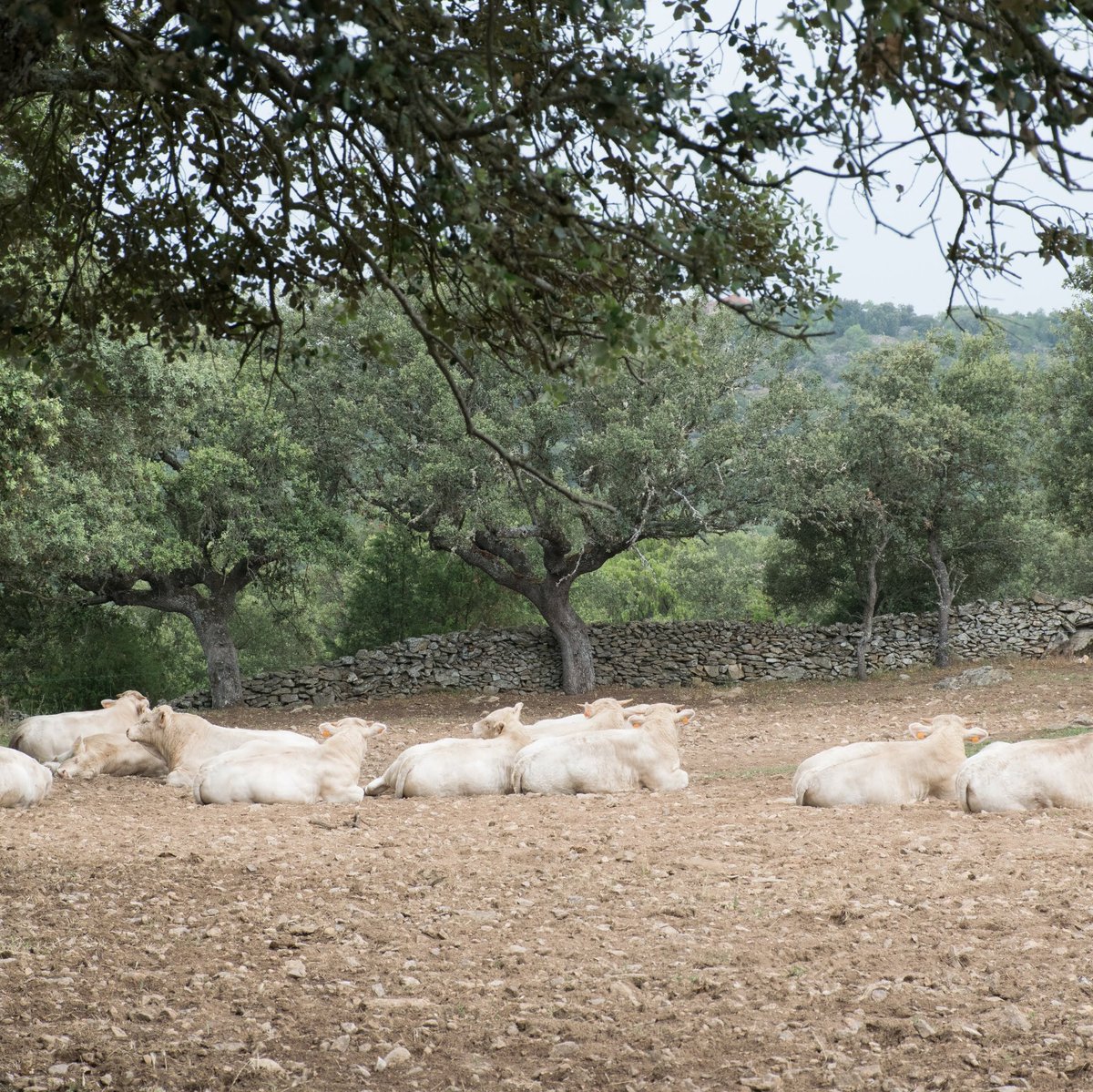 LifeLiveadapt's tweet photo. ¿Aún no habéis visitado nuestra web???🐄🐏🐑🐐🐖
Visita https://t.co/VJeKKfbxJm y participa en el Proyecto @lifeliveadapt del #programalife para la adaptación de la #ganaderiaextensiva al #cambioclimatico
#LifeProgramme #LifeLiveAdapt #CambioClimatico https://t.co/hbm1jvk98b