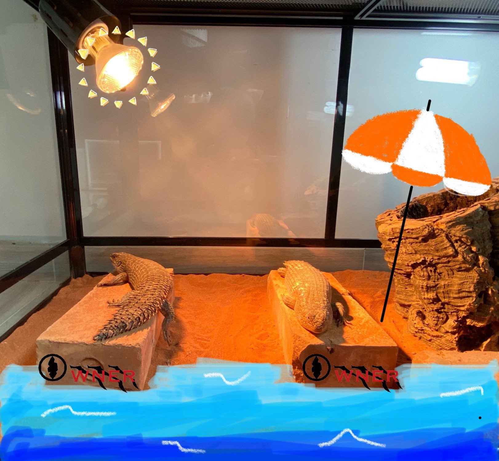 Lazygeckosailing Twitter Search Twitter