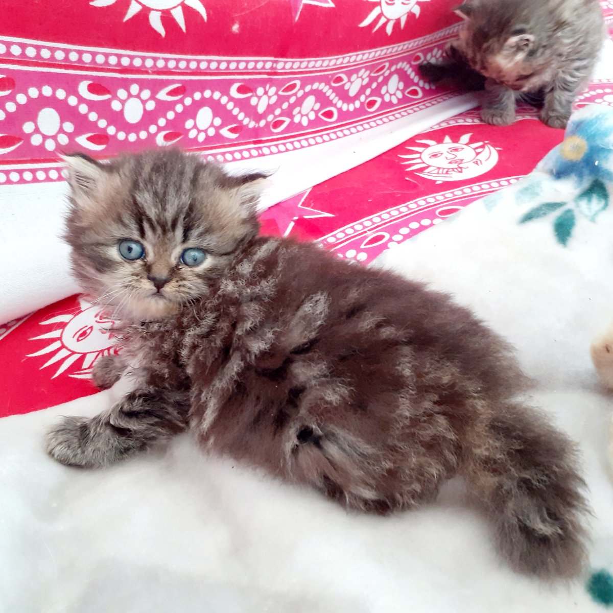 cicciolina_uff's tweet photo. Con questa micietta mi sento felice .#26giugno #gatti #beautiful #persiano #chinchilla #love #anore #cicciolina #stallerilona #ilonastaller #catcatclub # https://t.co/rCtWk73gXi