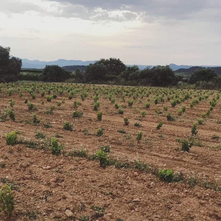 jgrauviticultor's tweet photo. Amb pocs mesos mireu com està la finca #Deveses de #Marçà. Es va plantar al març ✨🍇😉
#garnatxablanca #priorat #vinsdepropietat #vicatalà #winelovers https://t.co/MRIUaDgET8
