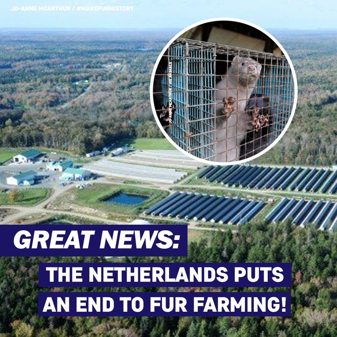 PETAUK's tweet photo. @DeborahMeaden HUGE NEWS! The Netherlands puts an end to fur farming: https://t.co/nhyCoOZTVy https://t.co/d0QurTVi7s