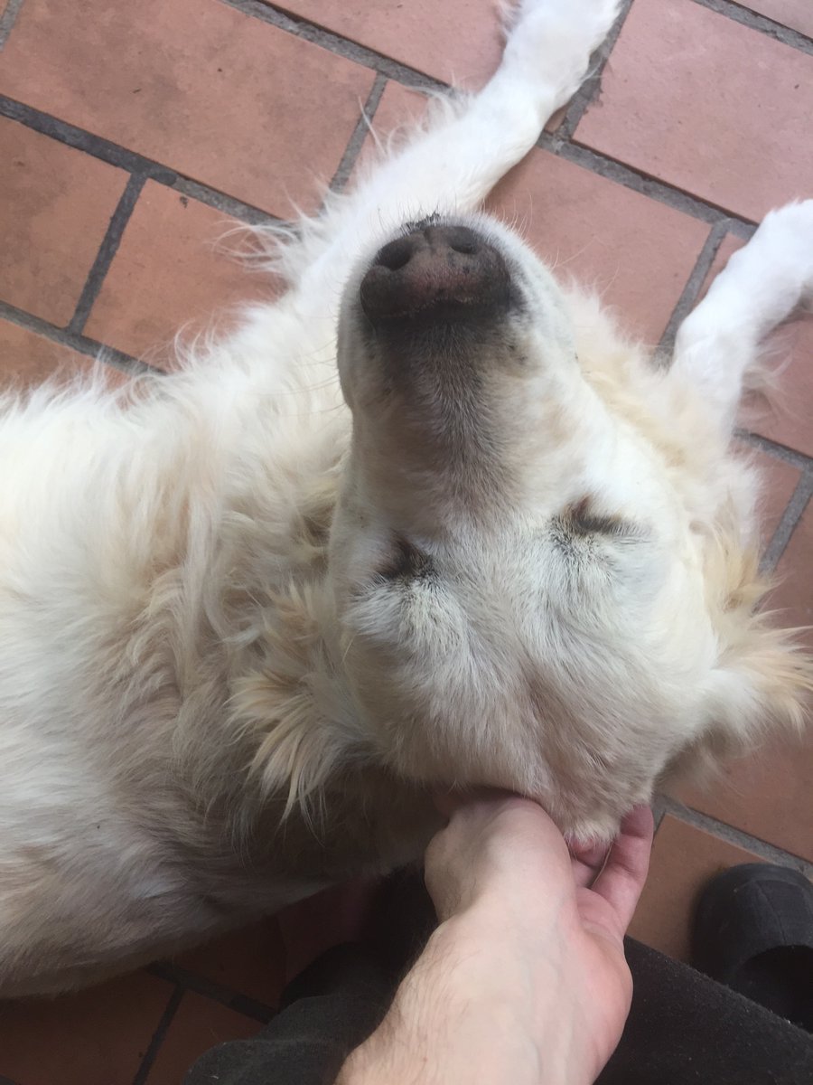 Saying goodbye to our dog Rubi today... We’ve had her since she was picked her up as a puppy in the early 2000’s but she’s being put down today. Everything just feels awful. Goodbye Rubi, thank you for being part of my life.