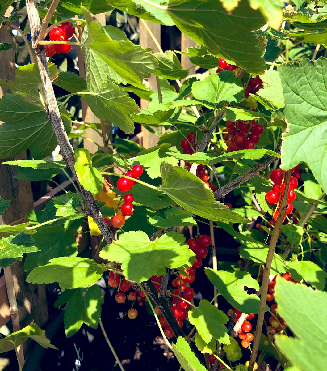 Belmont redcurrants are ready to eat! <a href="/KitchenGardenW4/">BPSKitchenGarden</a> #growyourown