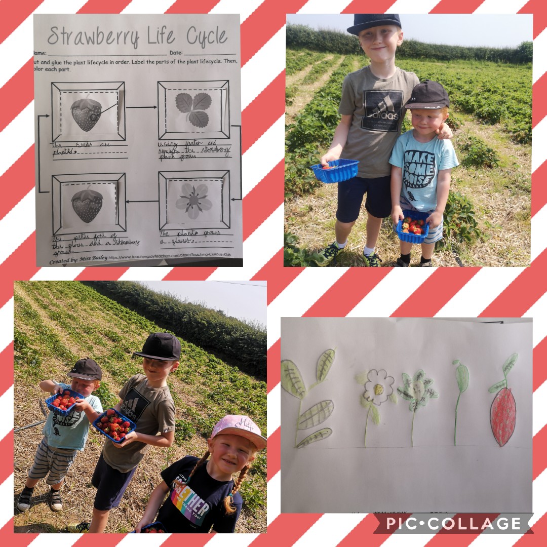 Claremamab83's tweet photo. @EGPA_Y2 Noah went on a home-school trip this week strawberry picking! He then learnt all about the lifecycle of a strawberry plant and enjoyed eating the strawberries he'd picked! X https://t.co/szh3P8HyD7