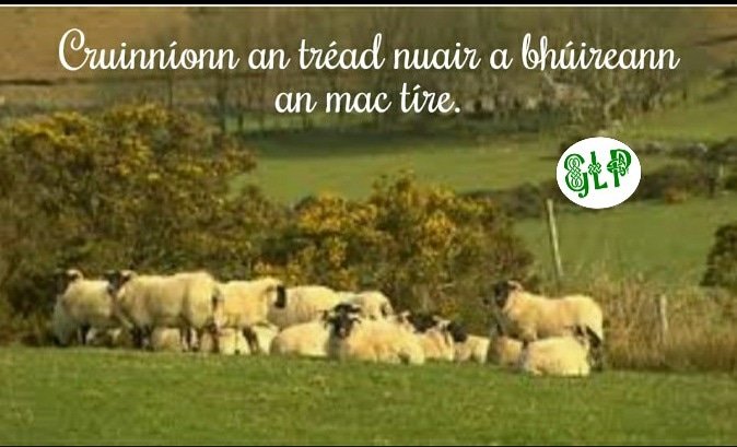 GaeilgeP's tweet photo. Cruinníonn an tréad nuair a bhúireann an mac tíre #mactíre #caora #sábháilteacht #slua #seanfhocal #gaeilge #gaeilgelepád #glp https://t.co/rmcxxcXynR