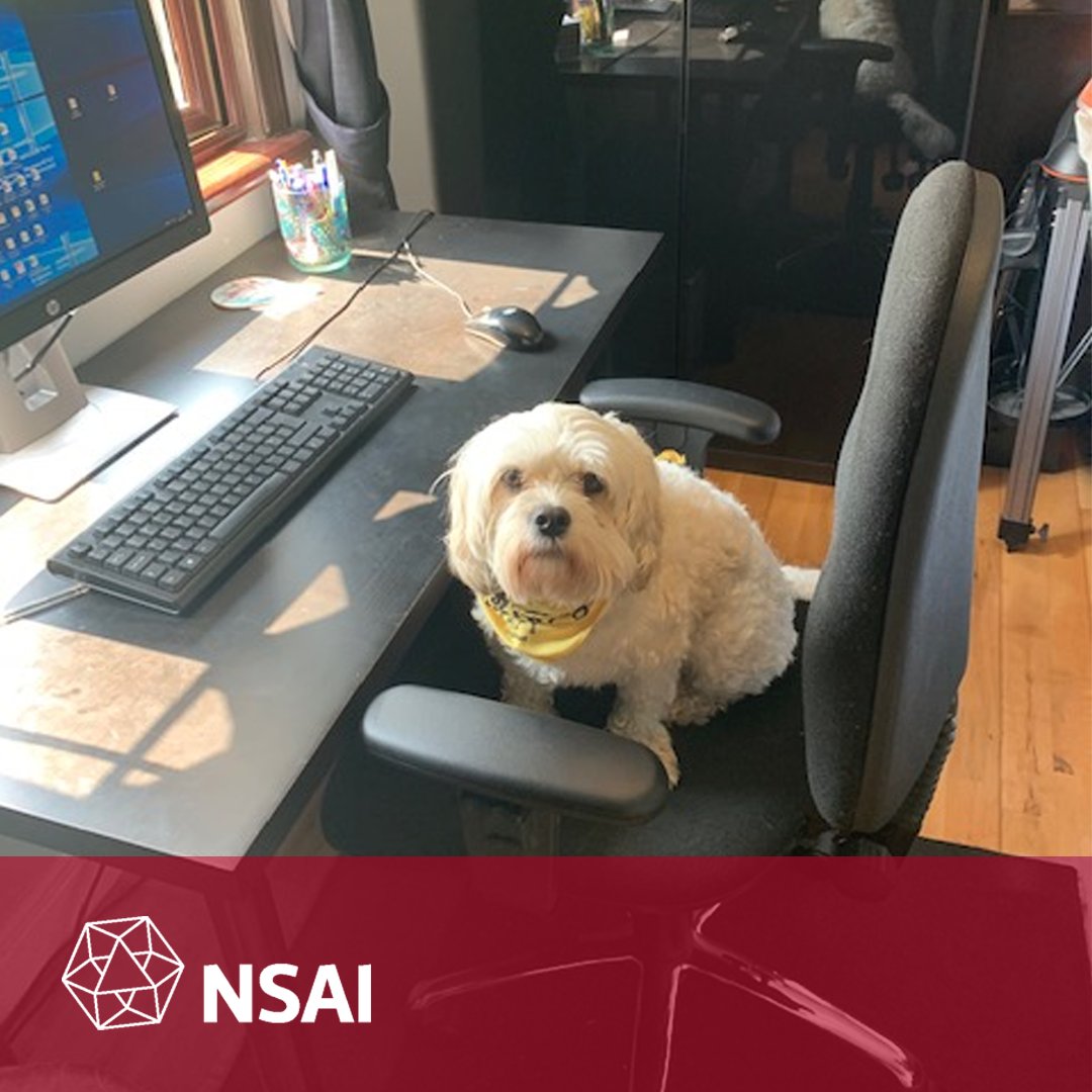 NSAI_Standards's tweet photo. This #DogFriendlyIrelandDay, we're celebrating our NSAI's many canine colleagues!
Here's Lucy, who's been dutifully assisting Claire since she started working from home...
#LifeatNSAI https://t.co/1Wpz7SfsNr
