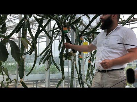 Phytoponics tweet media