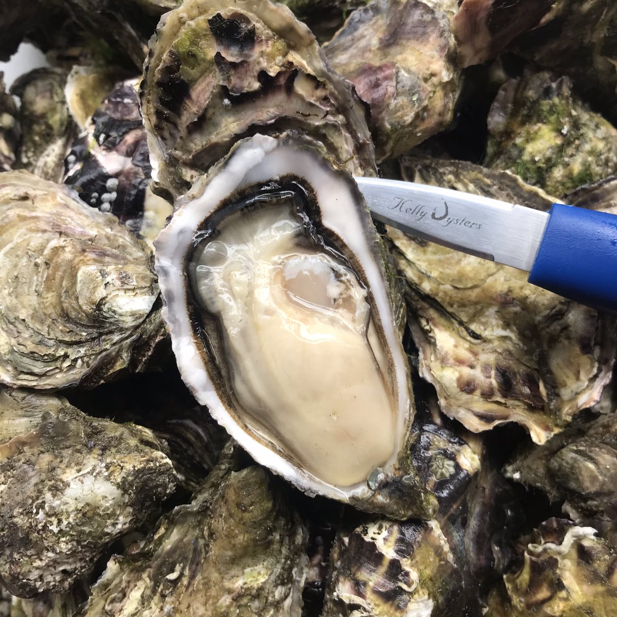 Wishing all our restaurant partners the very best of luck with their final preparations for reopening next week. Our oysters are bursting with joy and looking forward to gracing your tables and menus once again.
#irelandreopens 
#supportsmallbusiness 
#Irishoysters