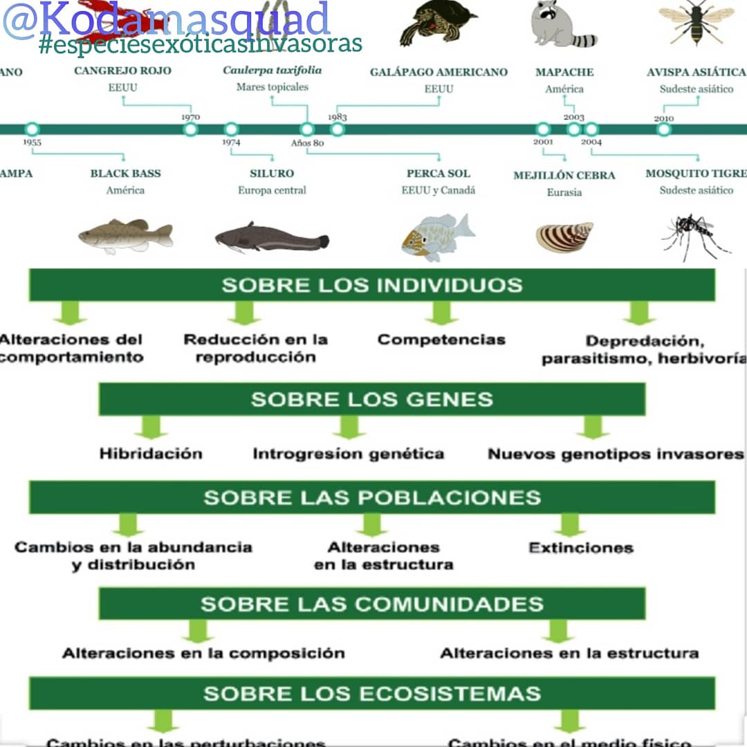 Kodamasquad's tweet photo. 🔴Uno de los problemas más graves del comercio legal de #especiesexoticas es el riesgo de causar invasiones biológicas.
🔸Infórmate sobre el cuidado del animal 📑
🔸En un piso de 40 m2 NO puedes meter una iguana de 1 m 🦎¡NO siempre son pequeños! 🦡
🔸No fomentes tráfico ilegal https://t.co/e8LWPUonCY