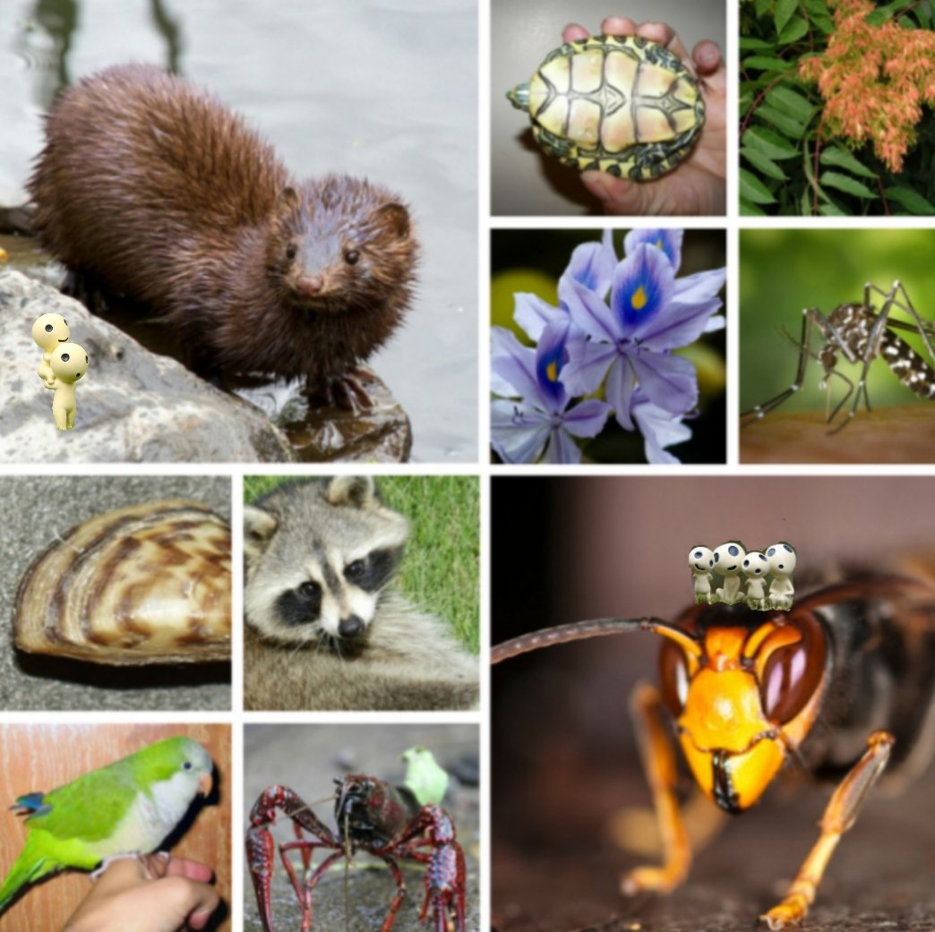 Kodamasquad's tweet photo. 🔴Uno de los problemas más graves del comercio legal de #especiesexoticas es el riesgo de causar invasiones biológicas.
🔸Infórmate sobre el cuidado del animal 📑
🔸En un piso de 40 m2 NO puedes meter una iguana de 1 m 🦎¡NO siempre son pequeños! 🦡
🔸No fomentes tráfico ilegal https://t.co/e8LWPUonCY