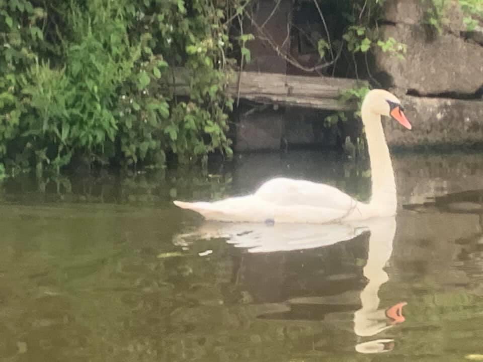 MidCheshireSUP's tweet photo. Sadly one of our #mcsup paddlers spotted a swan tangled in fishing line along our #RiverWeaver #AdoptionStretch @CanalRiverTrust reported to #WinsfordWildlife successfully removed All part of our #voluntary work with @CRTNorthWest https://t.co/5N8pMCa1nm