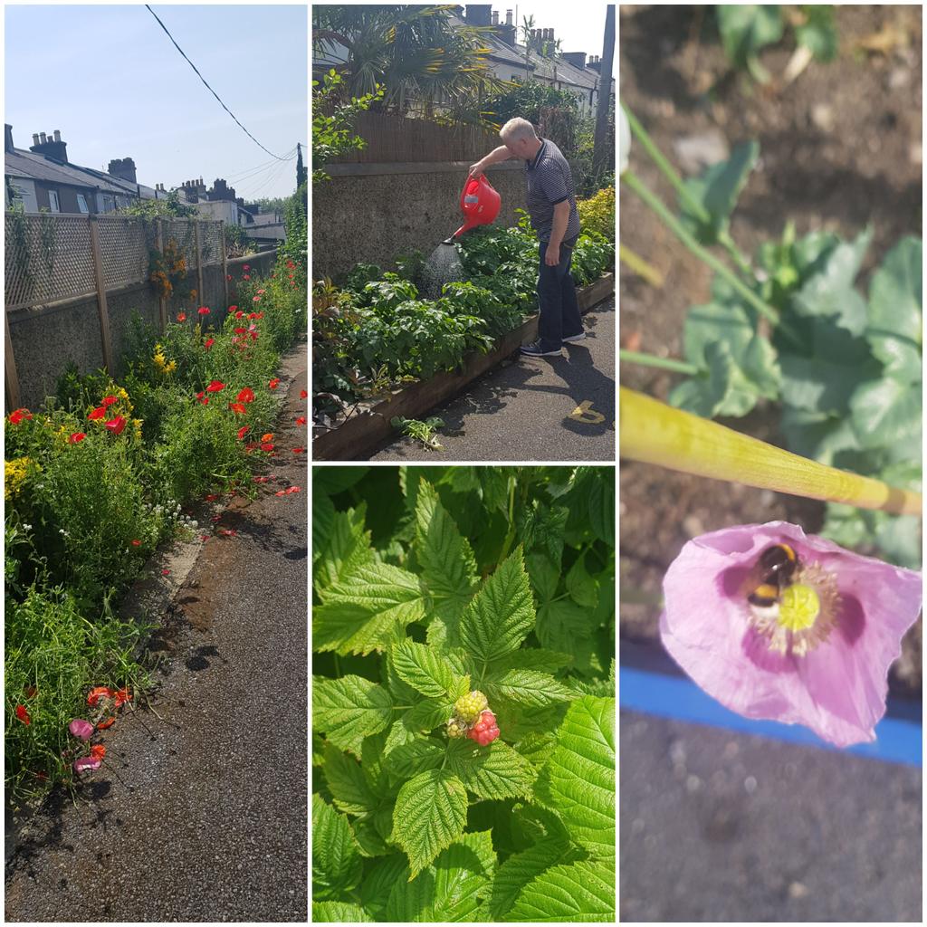 Our school garden is flourishing! Thanks to Bobby for keeping it going during the last few months.