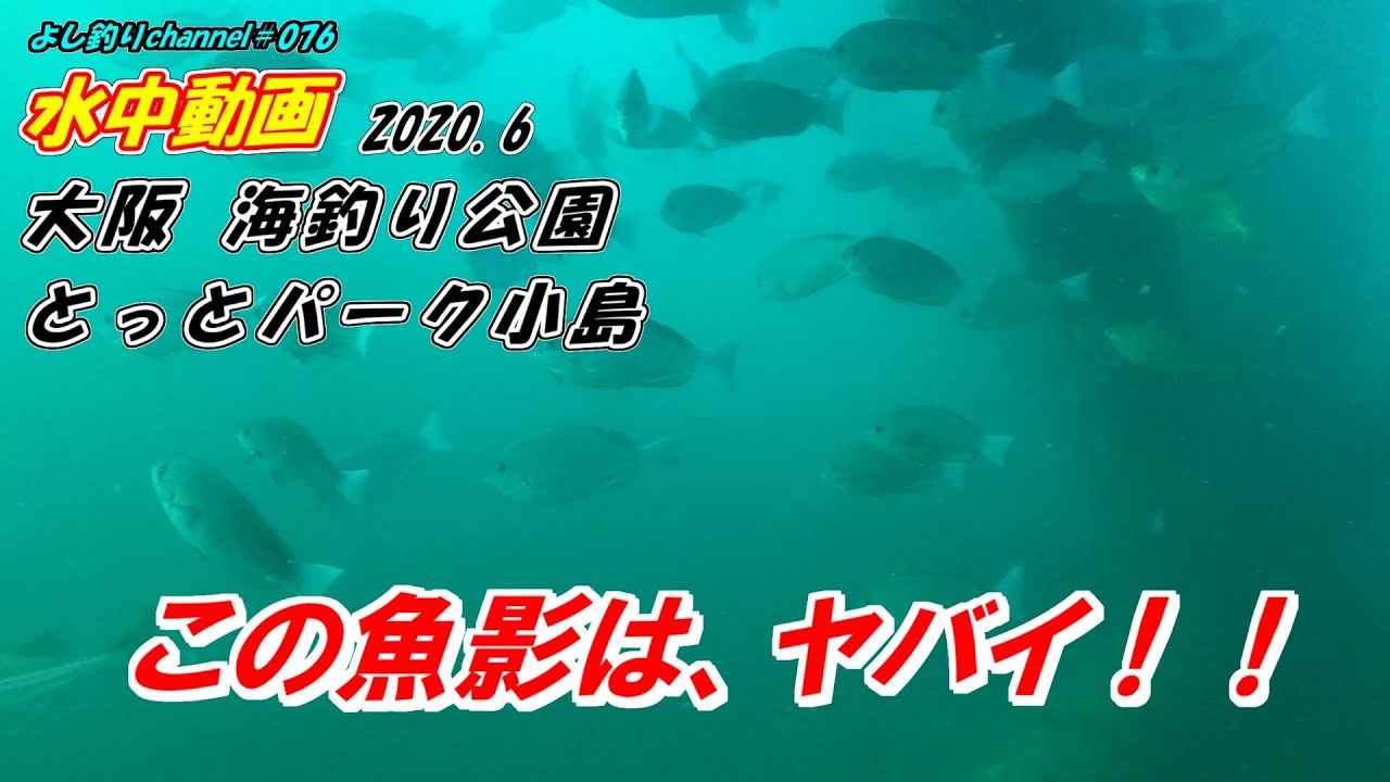 よし釣りchannel 大阪の岬町にある海釣り公園 とっとパーク小島 の水中動画です よかったらご覧ください T Co 5ppan2hykt 水中撮影 水中映像 水中動画 大阪釣り とっとパーク小島 Fishing Sea Gopro 海釣り公園 T Co