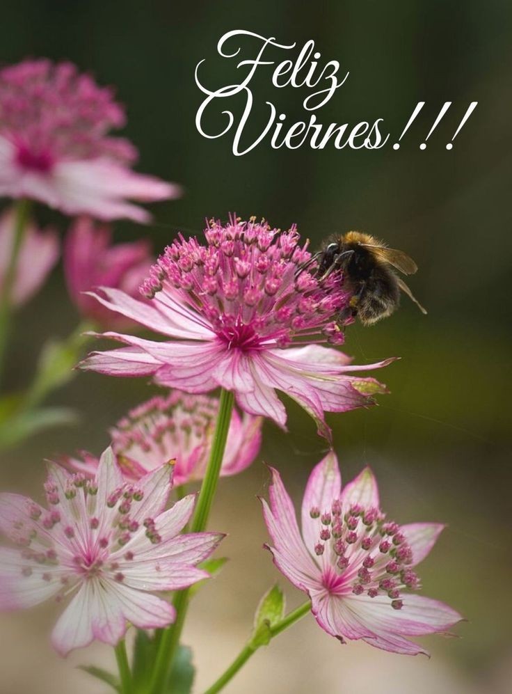 Buen dia  a todos feliz  viernes #YoMeQuedoEnCasa