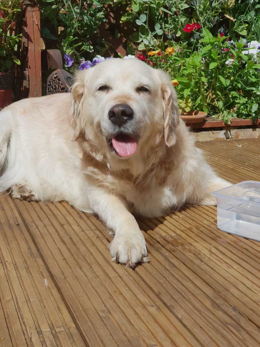 adele_1968's tweet image. Pippa has passed over rainbow bridge today. 14 years part of our lives and will be sorely missed x