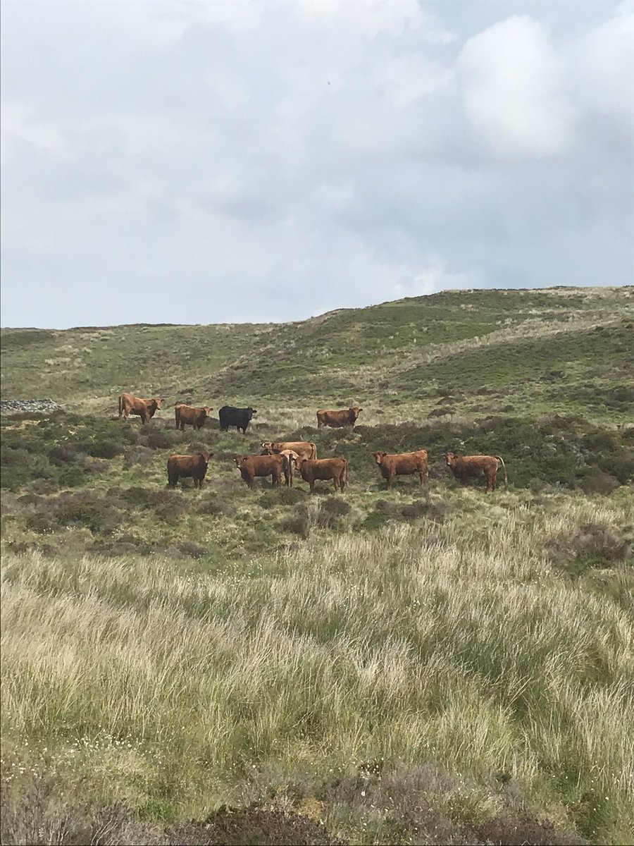 dafyddcevans's tweet photo. @Luing_Cattle all enjoying the uplands here in Wales👌 https://t.co/RH2o5vHSXL
