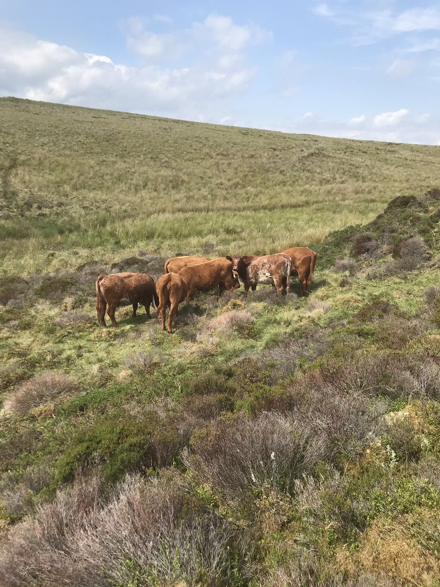 dafyddcevans's tweet photo. @Luing_Cattle all enjoying the uplands here in Wales👌 https://t.co/RH2o5vHSXL