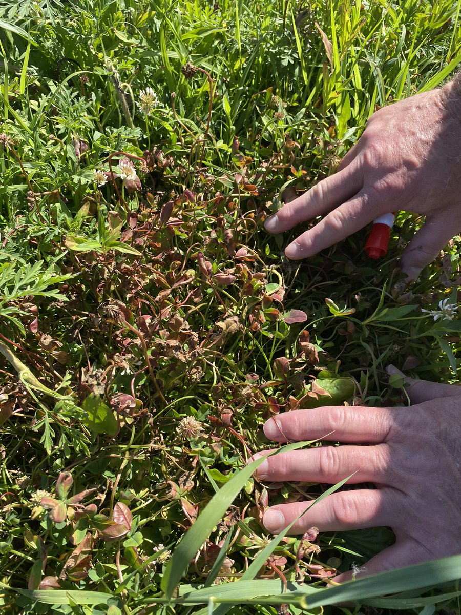 S_A_Songer's tweet photo. Yesterday was spent observing pasture plots at Purdue and Brock Farms. Applied almost 4 weeks ago, the white clover is starting to recover in #ProClova plots and #DuraCor More important the difference between control and treatment is stunning! @CortevaPastures https://t.co/UXZmA82tRb