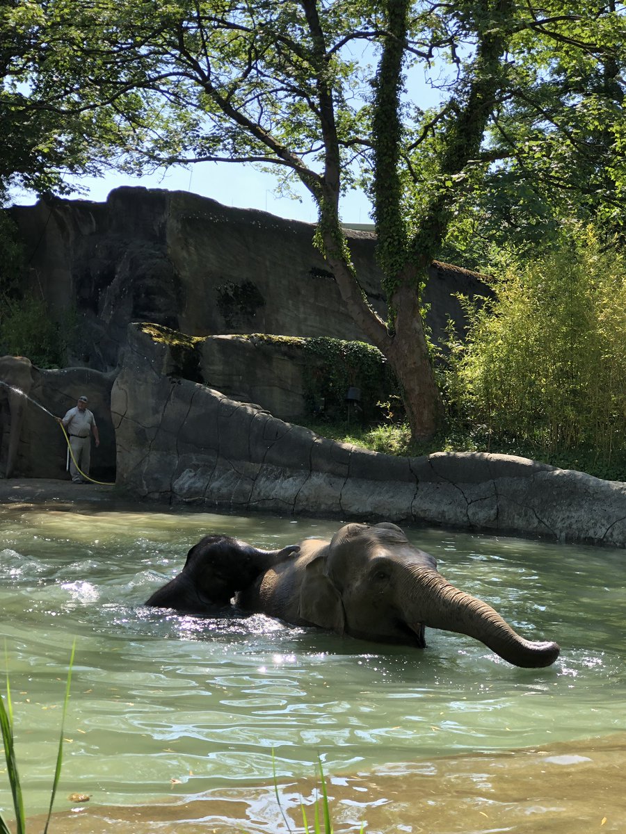 nic_ide's tweet photo. Badespaß und Eisbomben bei #Hagenbeck in #Hamburg. Heute gab es für einige Tiere eine kleine Abkühlung. @RTLNord https://t.co/tG73kb0u14